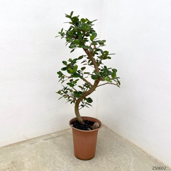 園芸ネット本店｜ガジュマル：パンダガジュマル（曲げ仕立て） 6号