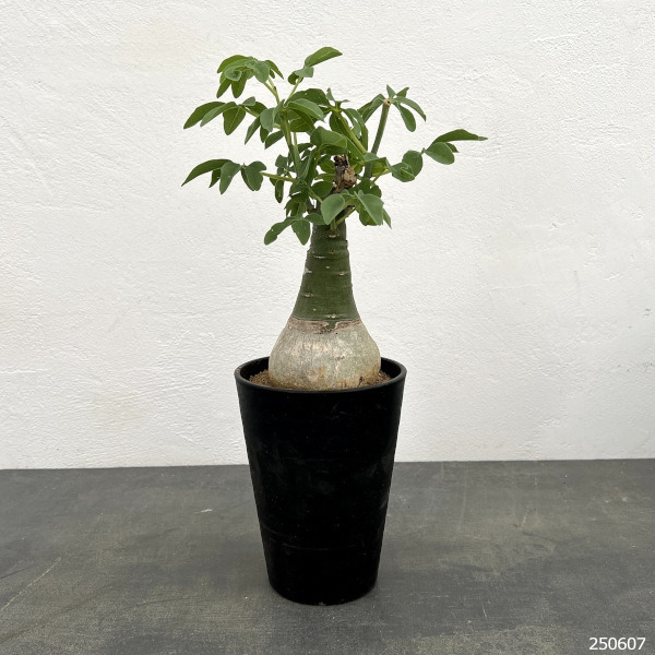 園芸ネット本店｜[ザ・ファームセレクト]アデニア：グラウカ 4号鉢植え