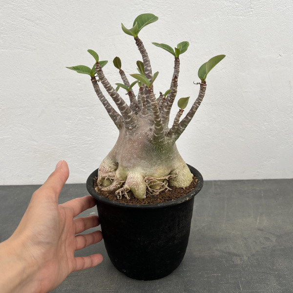 園芸ネット本店｜[ザ・ファームセレクト]アデニウム ：アラビカム