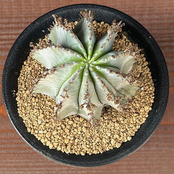 園芸ネット本店｜[ザ・ファームセレクト]ユーフォルビア：ホリダ（実生