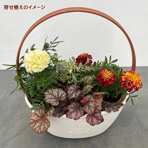 園芸ネット本店｜季節のミニ寄せ植え：マリーゴールド （わい性