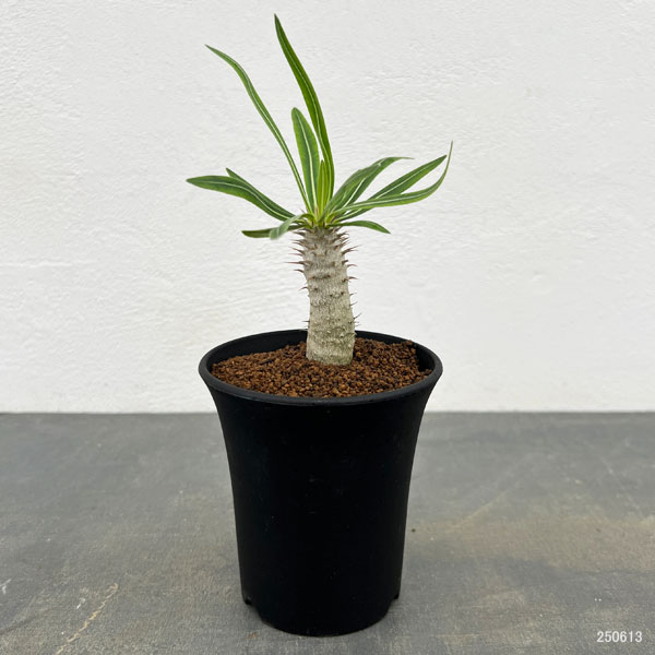 園芸ネット本店｜パキポディウム ：イノピナツム 3号鉢植え の通販【公式】