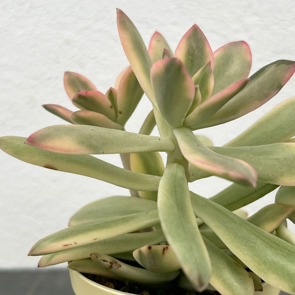 園芸ネット本店｜エケベリア：ミニベル錦（斑入り）2号プラ鉢植え の