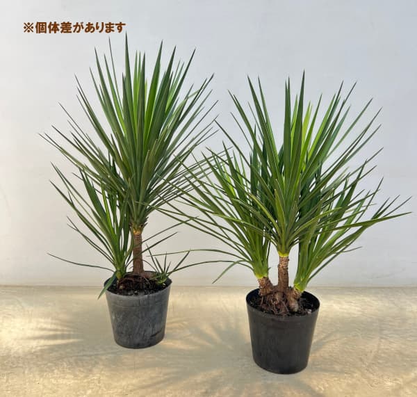 園芸ネット本店｜ユッカ：アロイフォリア（センジュラン）7号鉢植え の