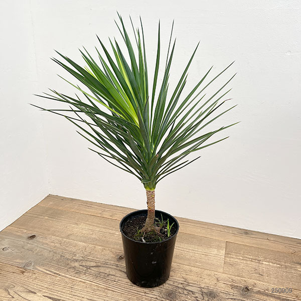 園芸ネット本店｜ユッカ：アロイフォリア（センジュラン）7号鉢植え の