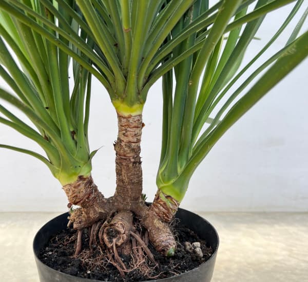 園芸ネット本店｜ユッカ：アロイフォリア（センジュラン）7号鉢植え の