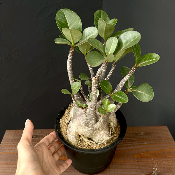 園芸ネット本店｜[ザ・ファームセレクト]アデニウム ：アラビカム