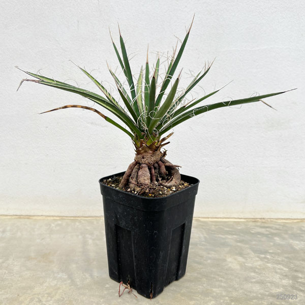 園芸ネット本店｜ユッカ：フィリフェラ（根上がり仕立て） 4号鉢植え