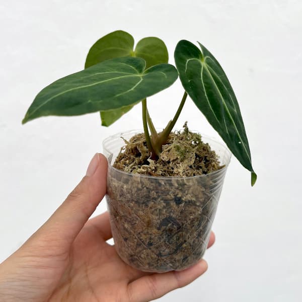 園芸ネット本店｜アンスリウム：レガレ 2.5号ポット の通販【公式】