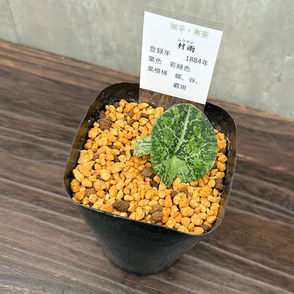 園芸ネット本店｜カンアオイ（寒葵）：村雨（ムラサメ）3号ポット の