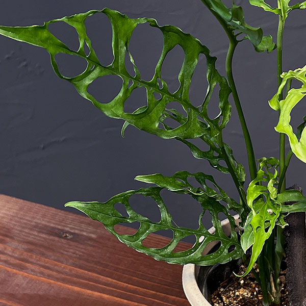 園芸ネット本店｜[ザ・ファームセレクト]モンステラ：オブリクア