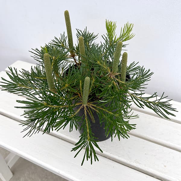 園芸ネット本店｜[ザ・ファームセレクト]バンクシア：バースデイ