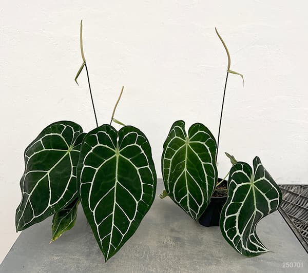 園芸ネット本店｜アンスリウム（原種）：クリスタリナム サウス