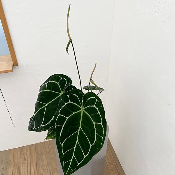 園芸ネット本店｜アンスリウム（原種）：クリスタリナム サウス