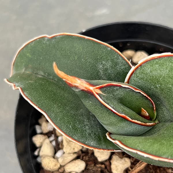 園芸ネット本店｜サンセベリア：エレンベルギー バナナ 3号ポット の