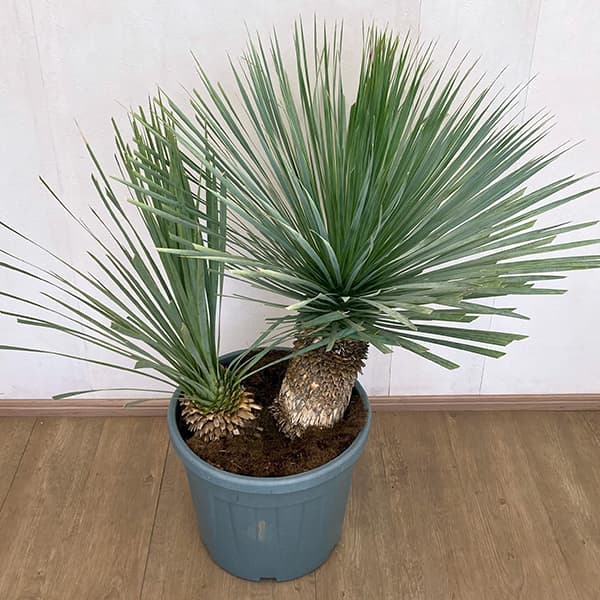 園芸ネット本店｜ユッカ：ロストラータ ブルー＆ブルー（多頭）40cm