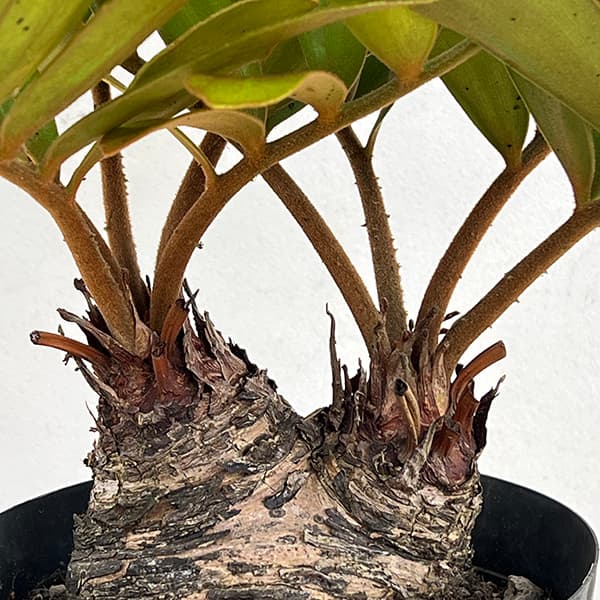 園芸ネット本店｜ザミア：フルフラセア 7号鉢植え25-01 の通販【公式】