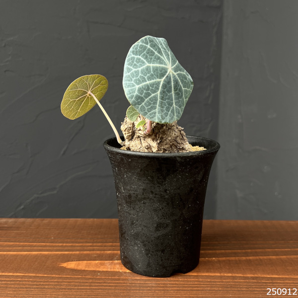 園芸ネット本店｜[ザ・ファームセレクト]ステファニア：カウィーサキー