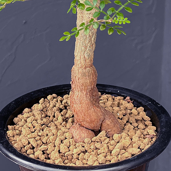 園芸ネット本店｜オペルクリカリア：デカリー 4.5号鉢植え25-02 の通販