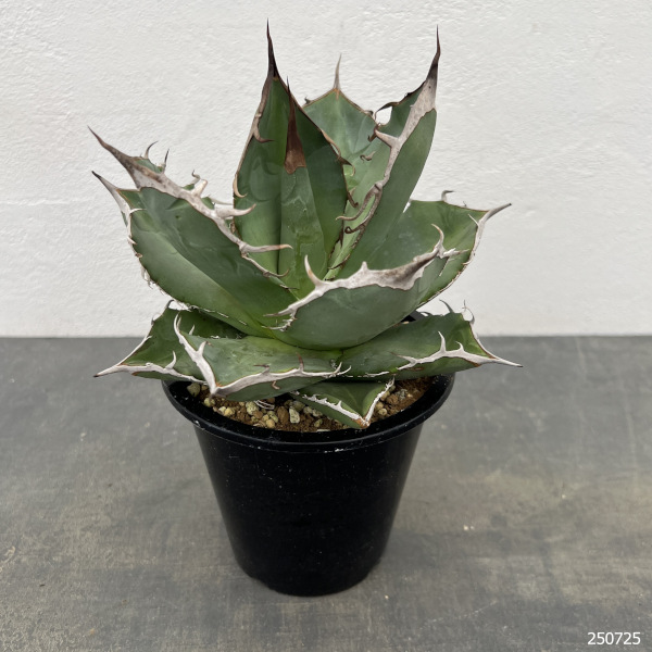 園芸ネット本店｜アガベ：チタノタ 山亀 4号鉢植え の通販【公式】