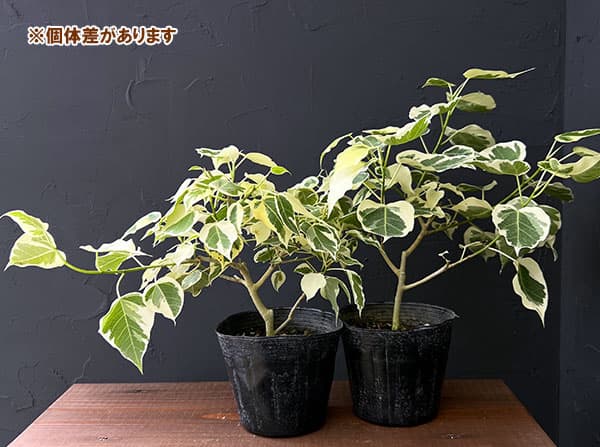 園芸ネット本店｜フィカス：ランフィー（ルンフィー）斑入り 4号ポット