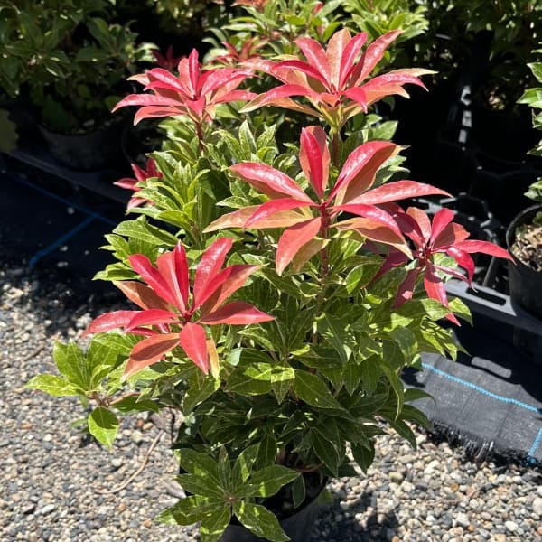 園芸ネット本店｜アセビ（馬酔木）：ミリオン5号鉢植え の通販【公式】