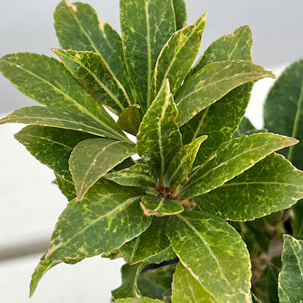 園芸ネット本店｜アセビ（馬酔木）：ミリオン5号鉢植え の通販【公式】