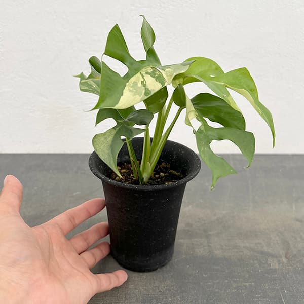 園芸ネット本店｜ラフィドフォラ：テトラスペルマ（斑入り） 3号ポット