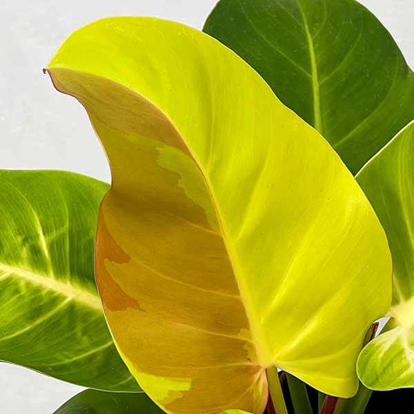 園芸ネット本店｜フィロデンドロン：イエローフレーム 4号鉢植え25-05