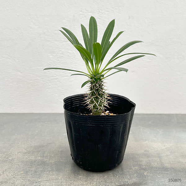 園芸ネット本店｜パキポディウム：ラメリー3.5号ポット* の通販【公式】