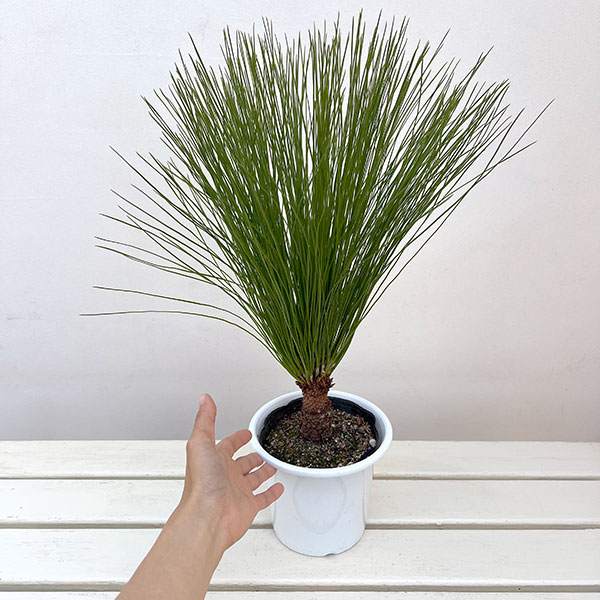 園芸ネット本店｜ダイオウショウ（大王松）5号鉢植え の通販【公式】