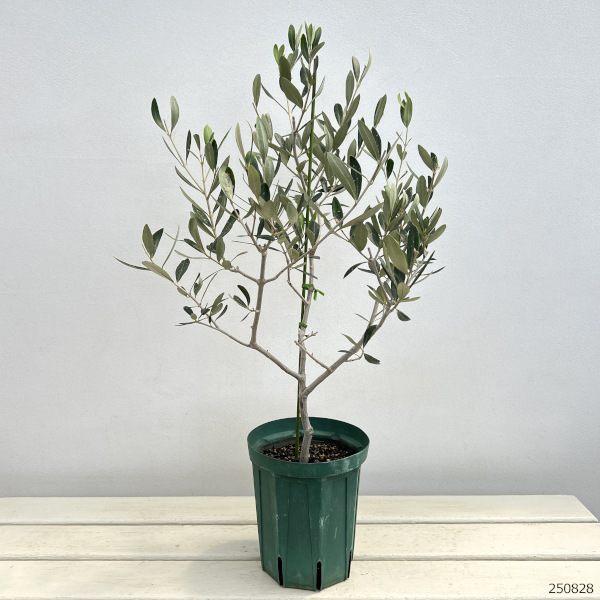 園芸ネット本店｜オリーブ：コレッジョラ 5号ポット* の通販【公式】