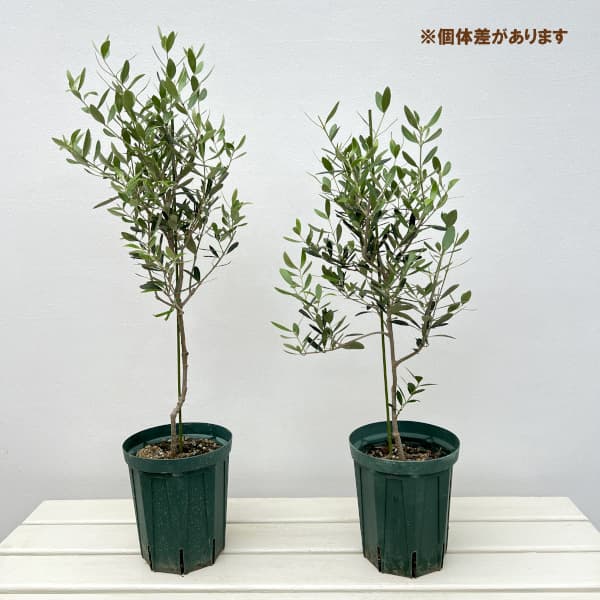 園芸ネット本店｜オリーブ：ネバティロブランコ 5号ポット** の通販