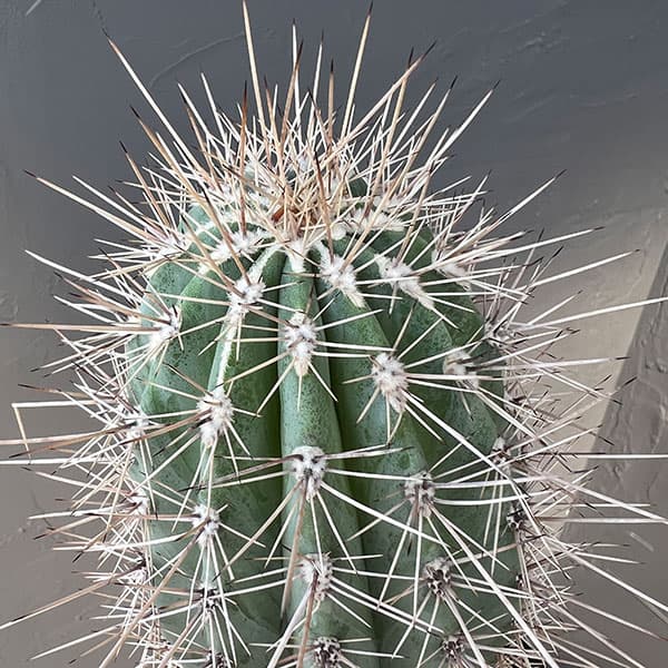 園芸ネット本店｜サボテン：武倫柱（ブリンチュブウ）5号鉢植え の通販