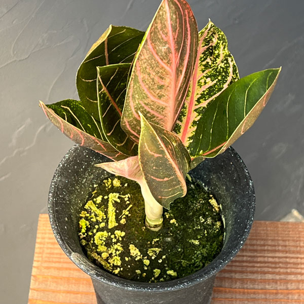 園芸ネット本店｜アグラオネマ：レッドスマトラ 4号鉢植え25-01 の通販