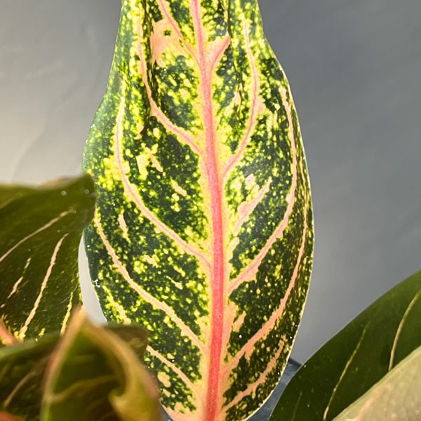 園芸ネット本店｜アグラオネマ：レッドスマトラ 4号鉢植え25-01 の通販