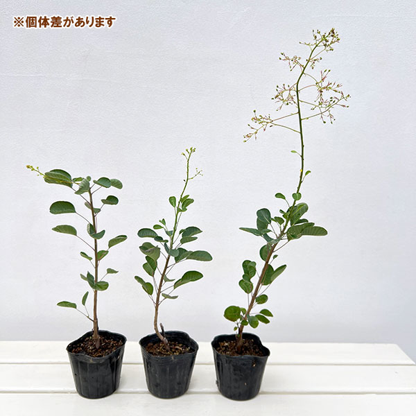 園芸ネット本店｜スモークツリー：パステルシュシュ3号ポット の通販