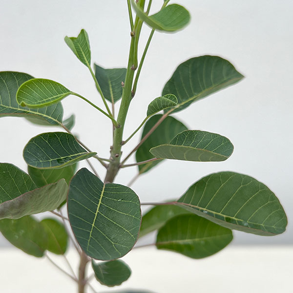 園芸ネット本店｜スモークツリー：パステルシュシュ3号ポット の通販