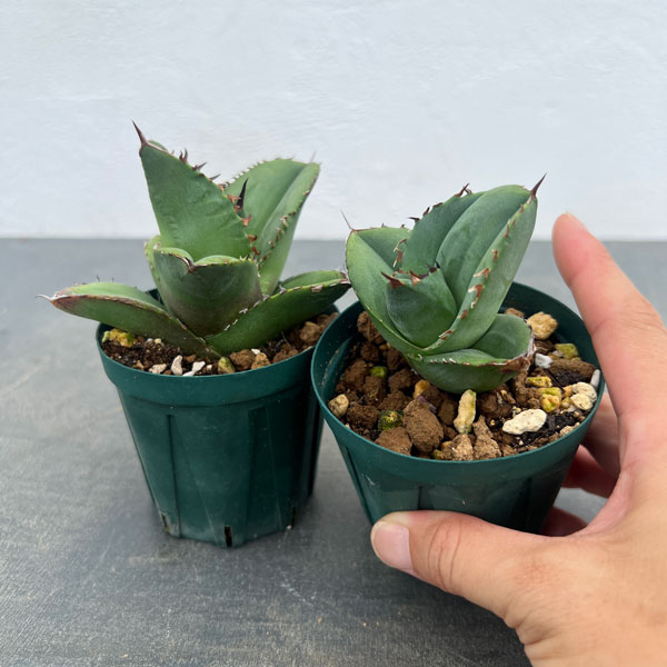 園芸ネット本店｜アガベ：オテロイ（FO-076 エフオーゼロナナロク