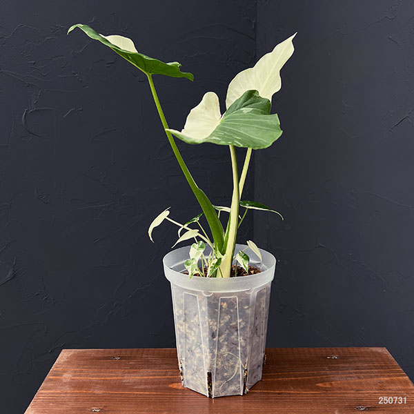 園芸ネット本店｜アロカシア：マクロリザ（クワズイモ）バリエガータ 5