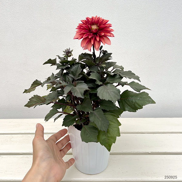 園芸ネット本店｜ダリア：ラベラ・グランデ チョコレートアプリコット