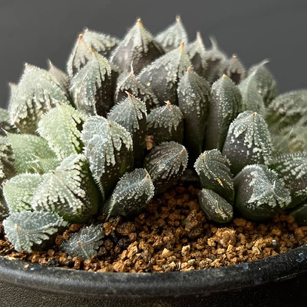 ハオルチア 紅雫錦 極上斑 親株サイズ ハオルチア 紅雫錦 極上斑 親株