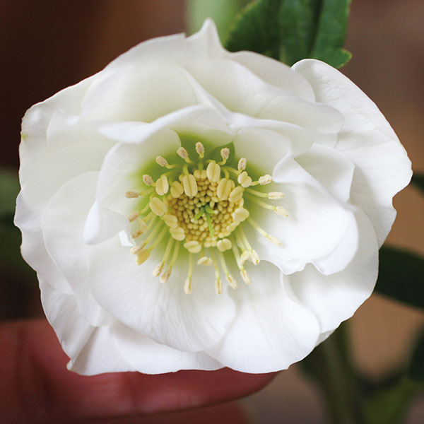 園芸ネット本店｜クリスマスローズ：ダブル7種セット の通販【公式】