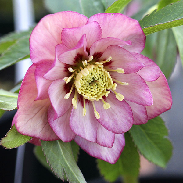 園芸ネット本店｜クリスマスローズ：ダブル7種セット の通販【公式】