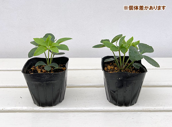 園芸ネット本店｜クリスマスローズ：ダブル7種セット の通販【公式】