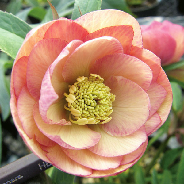 園芸ネット本店｜クリスマスローズ：ダブル7種セット の通販【公式】