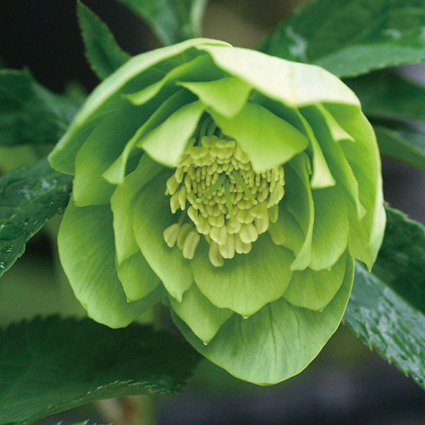 園芸ネット本店｜クリスマスローズ：グリーニッシュダブル3号ポット の