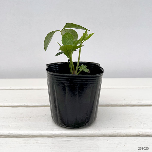 園芸ネット本店｜クリスマスローズ：ダブル7種セット の通販【公式】