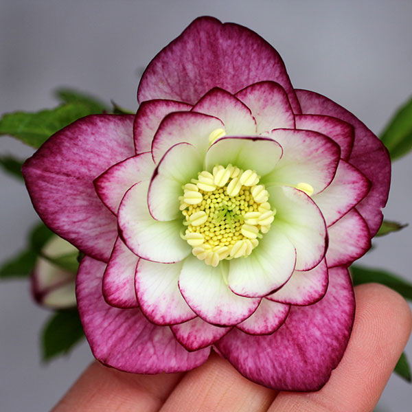 園芸ネット本店｜クリスマスローズ：クレオン交配ダブルセミミックス3