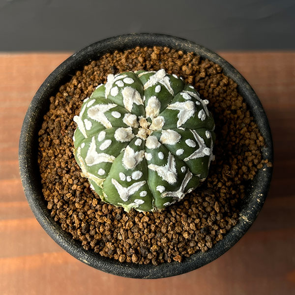 園芸ネット本店｜アストロフィツム：スーパー兜（かぶと）実生株 2.5号